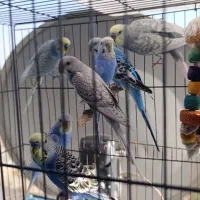 مرغ عشق انگلیسی ،عروس هلندی،گریچینگ،قناری
