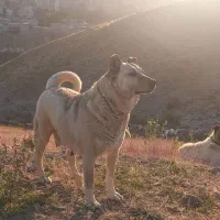 سرابی‌ماده|سگ|شبستر, |دیوار