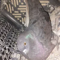 نروماده