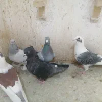 4تا ماده خوب یه نر