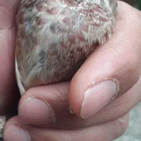 سهره سینه گلی