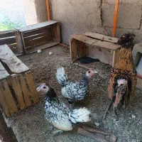 مرغ سبرایت ،لهستانی ، محلی