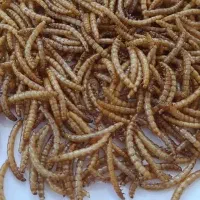 میلورم زنده و خشک و لارو مگس سرباز خشک