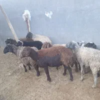 ۹ راس میش و بره و بره قوچ