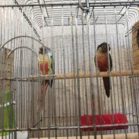 گرینچیک مولد