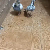 سینه مشهدی سبز