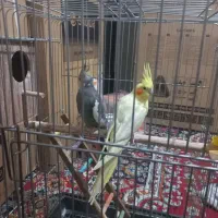 فروش ۲تا عروس هلندی|پرنده|نورآباد, |دیوار