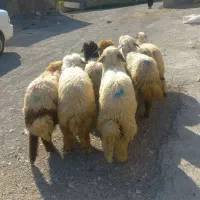 ۱۰ راس کاور شیرمس و بزرگ بره باب پروار