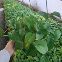 فروش ویژه   به مناسبت روز مادر|گل و گیاه طبیعی|مشهد, ده دی|دیوار