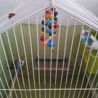 فروش جوجه عروس هلندی های خانگی|پرنده|حاجی آباد, |دیوار