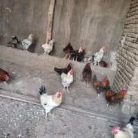 تخم نطفه دار گلین و خروس سیاه محلی نیمچه گلین