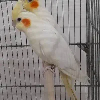 طوطی عروس هلندی جوجه سرلاکی تا بالغ|پرنده|فردیس, سرحد آباد|دیوار