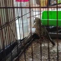 سهره خاکی|پرنده|پاسارگاد, |دیوار