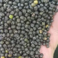 برنج  حبوبات  ماش بومی    کالابرگ آزاد اصفهان کارت