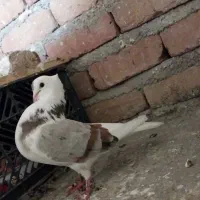 کبوتر معاوضه میکم وا بوق 1011