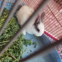 خرگوش ریز خوشگل