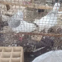 جفت کله ای