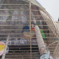 طوطی برزیلی