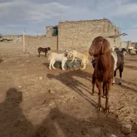 توله۵ماهه‌نر‌۴ماهه‌ماده