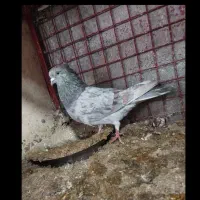 کبوتر|پرنده|ساری, |دیوار