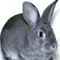 خرگوش سرحال و پرانرژی