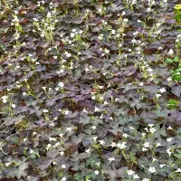 فروش پیازچه گیاه اگزالیس|گل و گیاه طبیعی|محلات, |دیوار