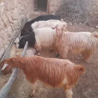 بزغاله جوان ۹عدد|حیوانات مزرعه|طرهان, |دیوار