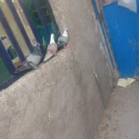 فروش و معاوضه مخمل سبز با  کبوترکشتنی