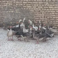 غاز