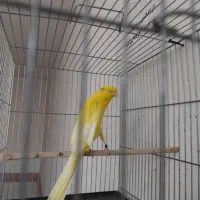 تعدادی نر بلند سوپر تنه دار|پرنده|تهران, دانشگاه شریف|دیوار