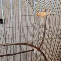 قناری سرخ ماده|پرنده|سرپل ذهاب, |دیوار