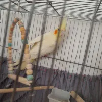 عروس هلندی لوتینو ماده و۳عددجوجه|پرنده|برخوار, |دیوار