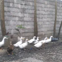 اردک‌۳ماهه‌معاوضه‌باجوجه‌غاز