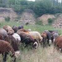 گوسفند داشتی