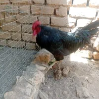 خروس لری بهترین نژاد لری با ۱۰ تا جوجه لری