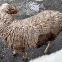 گوسفند نریکساله|حیوانات مزرعه|رشت, بازار|دیوار