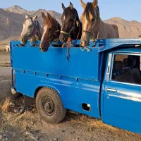 خریدوفروش اسب پالانی وبارکش