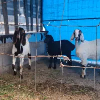 فروش بزغاله  نژاد دار