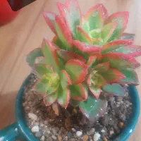 گل کالانکوآ و گل ائونیوم طلایی