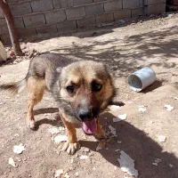 واگذاری پاکوتاه دربناب