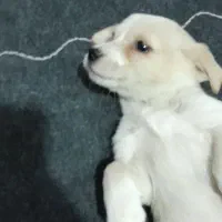 واگذاری سگ پامر اشپیتز|سگ|اهواز, کمپلو جنوبی|دیوار