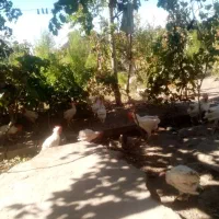 مرغ گوشتی