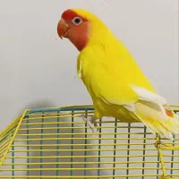 طوطی کتوله