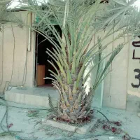 بریدن نخل قطع درخت هرس نخل سمپاشی نخل  استاد نخل|خدمات باغبانی و درختکاری|اهواز, نادری|دیوار