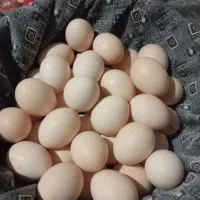 تخم مرغ محلی