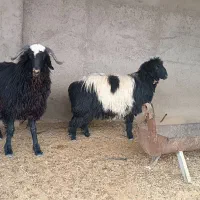 بره ،میش ،قوچ