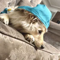 فروش سگ ۷ ماهه|سگ|پاکدشت, کبودگنبد|دیوار