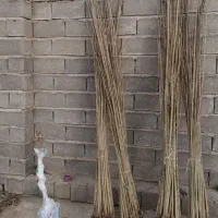 پسته پیوندی / صنوبر / انگور ایرانی|خدمات باغبانی و درختکاری|رشت, پیرکلاچای|دیوار