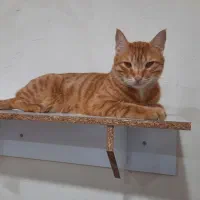 گربه گمشده بندرگز