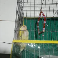 کوتوله به شرط تخم جوجه